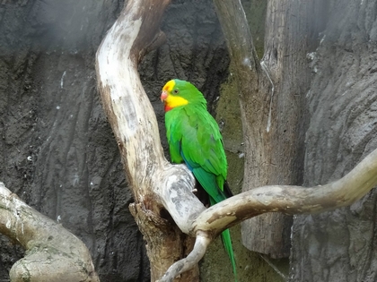 Zoo w Opolu 8